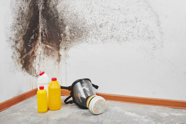 Best Black Mold Remediation in Kennewick, WA