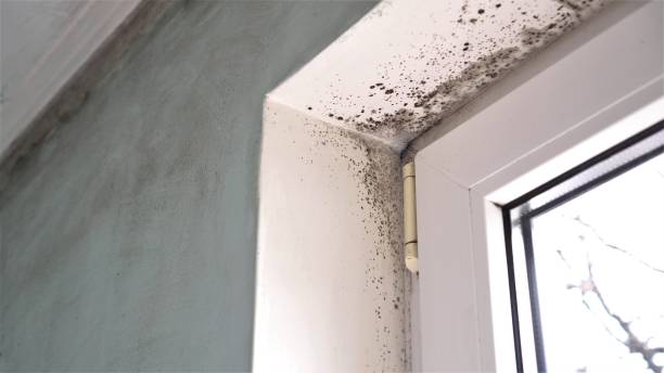 Best Post-Flood Mold Remediation in Kennewick, WA