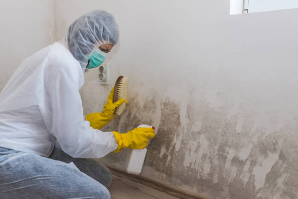 Best Industrial Mold Remediation in Kennewick, WA