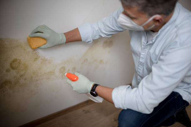 Best Basement Mold Remediation in Kennewick, WA