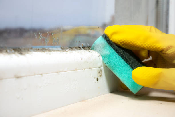 Best Residential Mold Remediation in Kennewick, WA