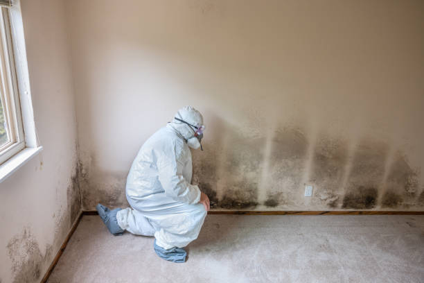 Best Post-Flood Mold Remediation in Kennewick, WA