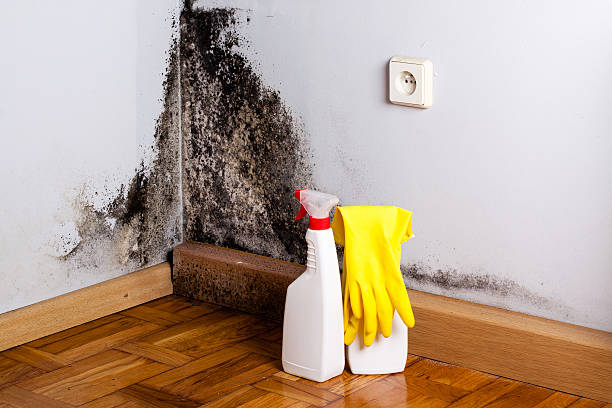 Best Crawl Space Mold Remediation in Kennewick, WA
