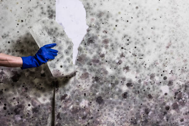Reliable Kennewick, WA Mold Remediation Solutions