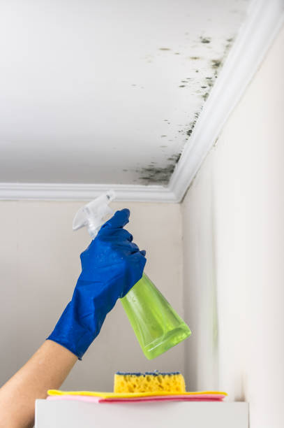 Best Kitchen Mold Remediation in Kennewick, WA